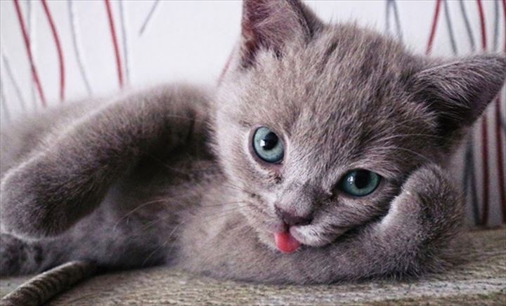 可愛い舌　猫14